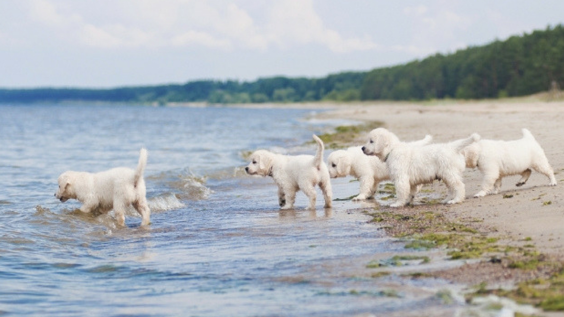 AquaMobile Wallpapers puppies at the beach