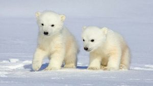 AquaMobile Wallpaper Polar Bear cubs