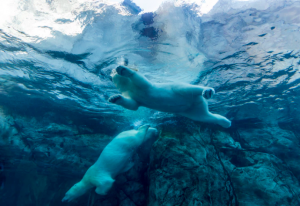 polar bear plunge, the polar bear plunge, polar bear, the plunge, plunge, polar bears, swimming, ice cold swimming